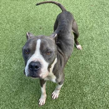 NINO -  Pit Bull Terrier Dog for Adoption in Greensboro, North Carolina - NINO | PetCurious