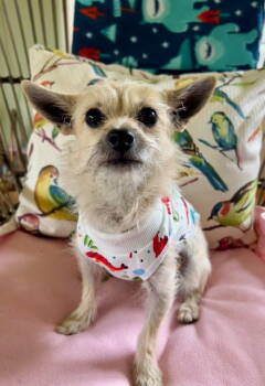 Rescue Chihuahua and Terrier Dogs for Adoption in Seattle, Washington - Maya | PetCurious