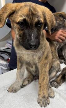 Lee -  Mixed Breed Dog for Adoption in Missoula, Montana - Lee | PetCurious