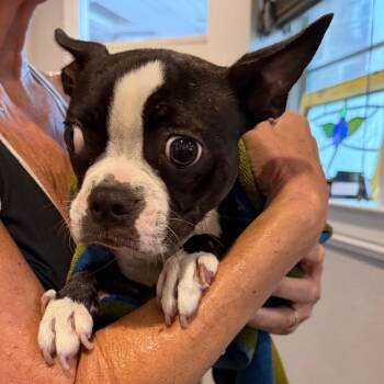 Gigi -  Boston Terrier Dog for Adoption in Ennis, Texas - Gigi | PetCurious