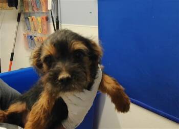 DALE -  Shih Tzu and Mixed Breed Dog for Adoption in Albuquerque, New Mexico - DALE | PetCurious