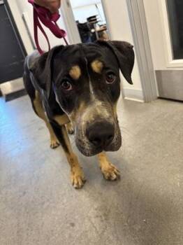Paprika -  Shepherd and Mixed Breed Dog for Adoption in Fresno, California - Paprika | PetCurious