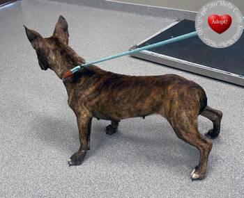 Ripley Yrly 256 -  Terrier Dog for Adoption in Sidney, Ohio - Ripley Yrly 256 | PetCurious