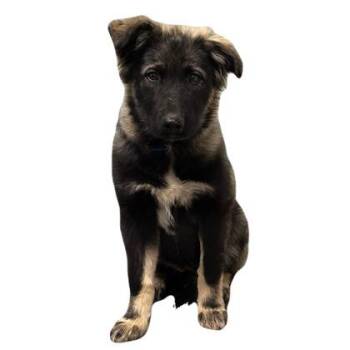 Timberlina -  German Shepherd Dog Dog for Adoption in Red Bluff, California - Timberlina | PetCurious