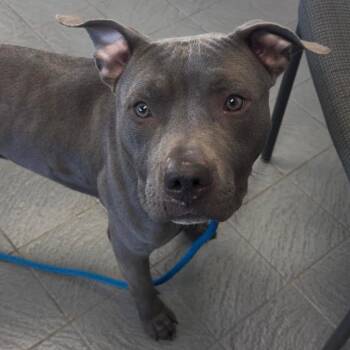 Pit Bull Terrier and American Staffordshire Terrier Dogs Available for Adoption - Bodhi D11189 | PetCurious