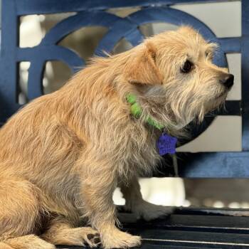 Sister -  Terrier and Mixed Breed Dog for Adoption in San Francisco, California - Sister | PetCurious