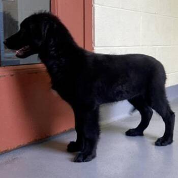 Sindal -  Black Labrador Retriever and Mixed Breed Dog Available for Adoption in Erie, Pennsylvania - Sindal | PetCurious