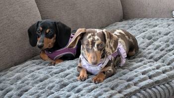 DOLCE AND COCO -  Dachshund Dog for Adoption in New York, New York - DOLCE AND COCO | PetCurious