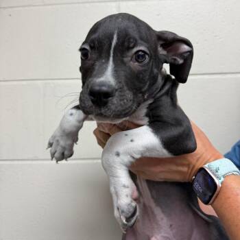 Arthur -  Terrier Dog for Adoption in Lakeland, Florida - Arthur | PetCurious