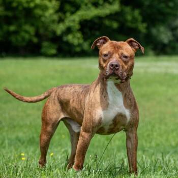 Rescue Pit Bull Terrier Dogs for Adoption in Henderson, Kentucky - Stylz | PetCurious