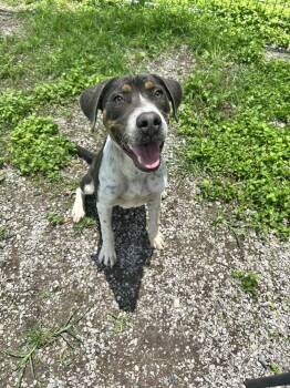Ollie -  Mixed Breed Dog for Adoption in Scott, Louisiana - Ollie | PetCurious