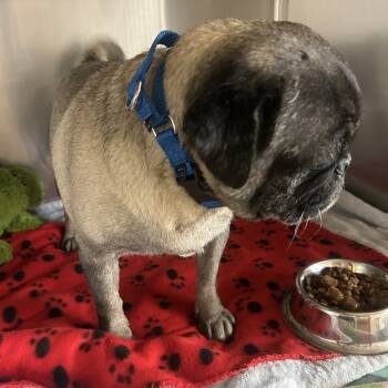 Rescue Pug Dogs for Adoption in Palm Springs, California - Ruben | PetCurious