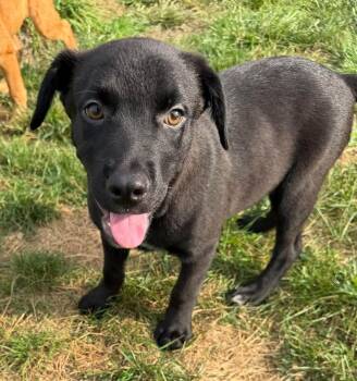Radley -  Labrador Retriever Dog for Adoption in Germantown, Ohio - Radley | PetCurious