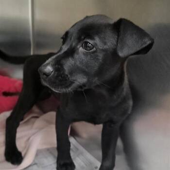 FOSSIL -  Labrador Retriever and Pit Bull Terrier Dog for Adoption in St. Louis, Missouri - FOSSIL | PetCurious