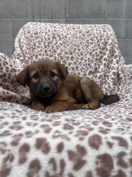 Mixed Breed Dogs Available for Adoption in Murray, Kentucky - Queen | PetCurious