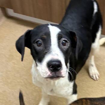 Terrier Dogs Available for Adoption - Walnut | PetCurious