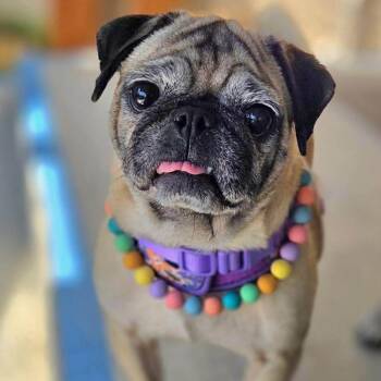 Pug Dogs Available for Adoption - JunePug *Arriving 5/16* D11115 | PetCurious