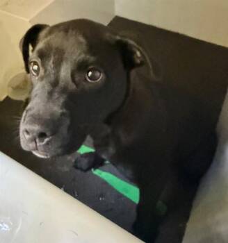 ROMY -  Labrador Retriever and Pit Bull Terrier Dog for Adoption in Charlotte, North Carolina - ROMY | PetCurious