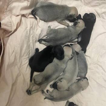 Casa Amor -  Pug and Chihuahua Dog for Adoption in Austin, Texas - Casa Amor | PetCurious