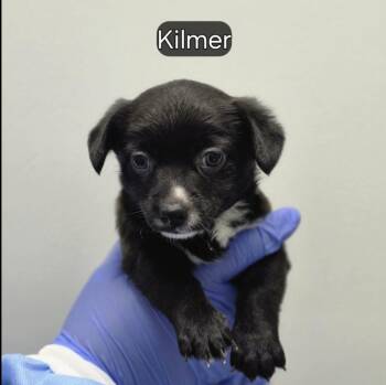 Kilmer (p) -  Mixed Breed Dog for Adoption in New York, New York - Kilmer (p) | PetCurious