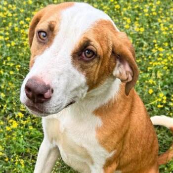 Poe -  Hound Dog for Adoption in Riverwoods, Illinois - Poe | PetCurious