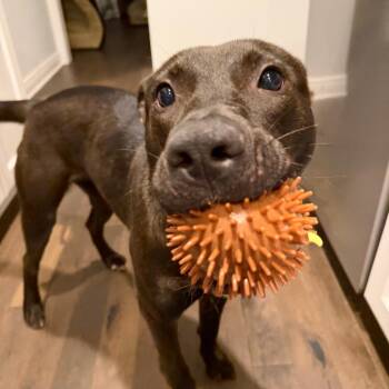Chocolate -  German Shepherd Dog and Black Labrador Retriever Dog for Adoption in Troy, Virginia - Chocolate | PetCurious