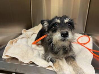 BEANSPROUT -  Rat Terrier and Mixed Breed Dog for Adoption in Tustin, California - BEANSPROUT | PetCurious