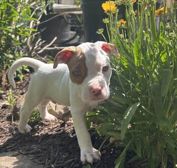 SuperFly -  Pit Bull Terrier Dog for Adoption in Pottstown, Pennsylvania - SuperFly | PetCurious