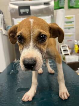 Edward -  Mixed Breed Dog for Adoption in Mobile, Alabama - Edward | PetCurious