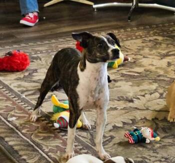Tippy in LA -  Boston Terrier Dog for Adoption in Cranston, Rhode Island - Tippy In LA | PetCurious
