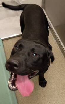 Rescue Black Labrador Retriever Dogs for Adoption in Kearney, Nebraska - Banshee | PetCurious