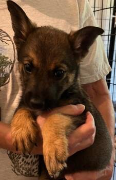 Asher -  Australian Cattle Dog Blue Heeler and Shepherd Dog for Adoption in Thompson Falls, Montana - Asher | PetCurious