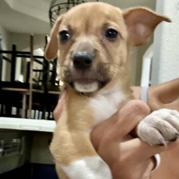 Delta -  Cardigan Welsh Corgi Dog for Adoption in Park Row, Texas - Delta | PetCurious