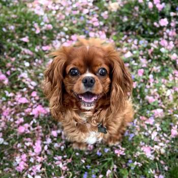 Cavalier King Charles Spaniel Dogs Available for Adoption in Sinking Spring, Pennsylvania - Clover | PetCurious