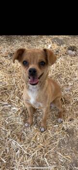 Chihuahua and Terrier Dogs Available for Adoption in New Haven, Connecticut - Laparas | PetCurious