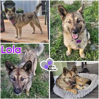 Lola -  Mixed Breed Dog Available for Adoption in Kenai, Alaska - Lola | PetCurious