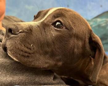 Pit Bull Terrier and Mixed Breed Dogs Available for Adoption - HAZEL | PetCurious