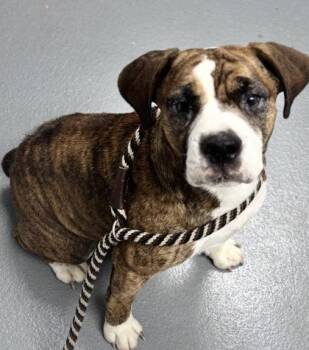 Pit Bull Terrier and Mixed Breed Dogs Available for Adoption - Goose - 2 | PetCurious