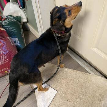 Beagle and Mixed Breed Dogs Available for Adoption in Greenville, Pennsylvania - Mitzi | PetCurious