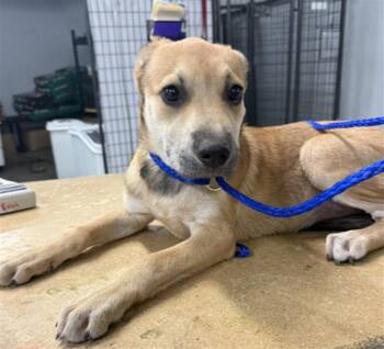 LUCY -  Labrador Retriever and Mixed Breed Dog for Adoption in Houston, Texas - LUCY | PetCurious