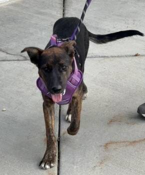 Fangelica van Boat -  Cattle Dog Dog for Adoption in Fort Lupton, Colorado - Fangelica Van Boat | PetCurious