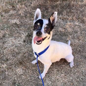 Luigi -  Chihuahua Dog for Adoption in Redwood Valley, California - Luigi | PetCurious