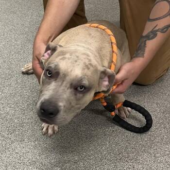 Beans -  Pit Bull Terrier Dog for Adoption in Matteson, Illinois - Beans | PetCurious