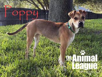 Poppy -  Terrier Dog for Adoption in Groveland, Florida - Poppy | PetCurious