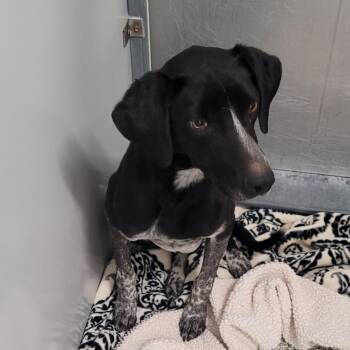 Chip -  Bluetick Coonhound and Mixed Breed Dog for Adoption in Murray, Utah - Chip | PetCurious