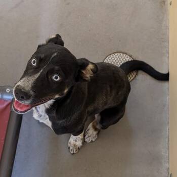 Husky and Pit Bull Terrier Dogs Available for Adoption in Cody, Wyoming - Nola | PetCurious