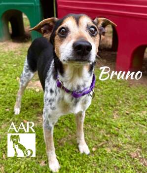 Australian Cattle Dog Blue Heeler and Jack Russell Terrier Dogs Available for Adoption in Magnolia, Texas - Bruno | PetCurious