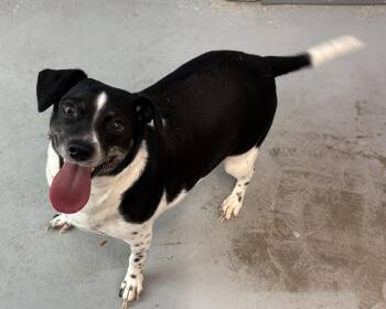 Beagle Dogs Available for Adoption in Elkins, West Virginia - Minnie Pearl | PetCurious
