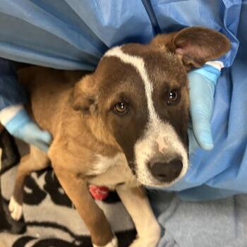 Mixed Breed Dogs Available for Adoption in Flagstaff, Arizona - Ribbet | PetCurious