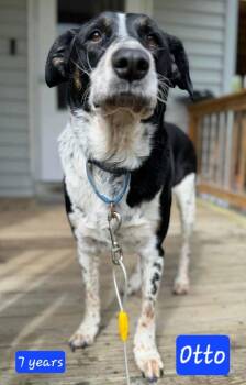 Border Collie and Mountain Cur Dogs Available for Adoption in Alexander, Arkansas - Otto *URGENT* | PetCurious